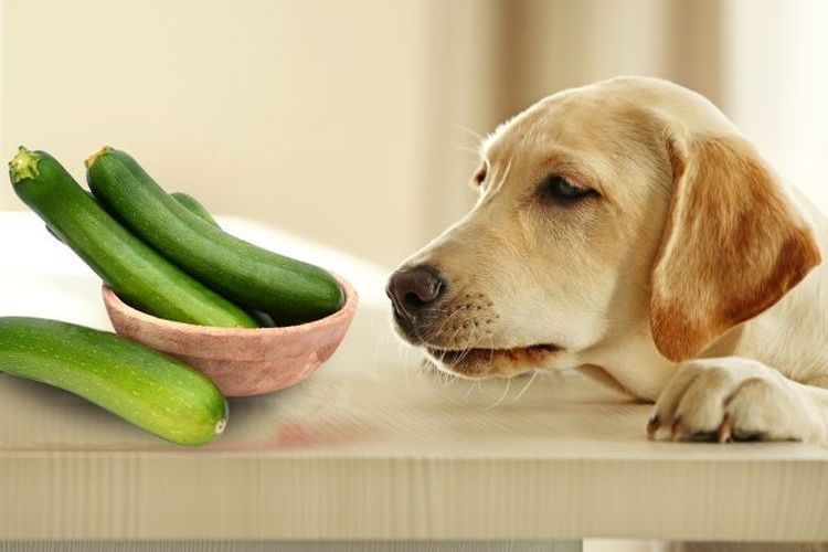 Какие фрукты и овощи можно давать собаке
