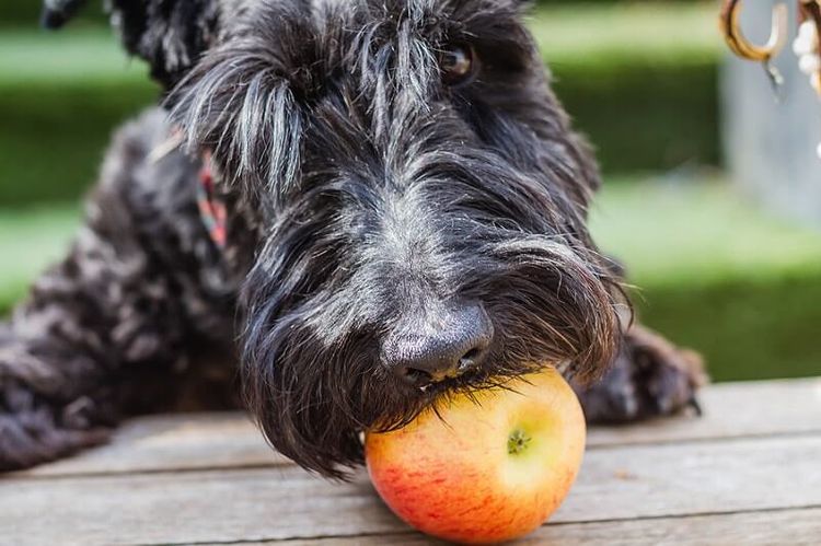 Какие фрукты и овощи можно давать собаке
