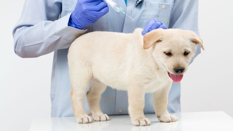 Кашель у собак: причины, симптомы и лечение