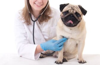 Кашель у собаки: причины, симптомы и лечение