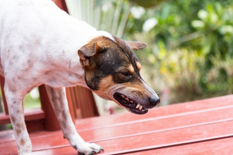 Кашель у собак: причины, симптомы и лечение