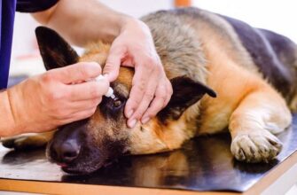 Кератоконъюнктивит у собак: симптомы и лечение