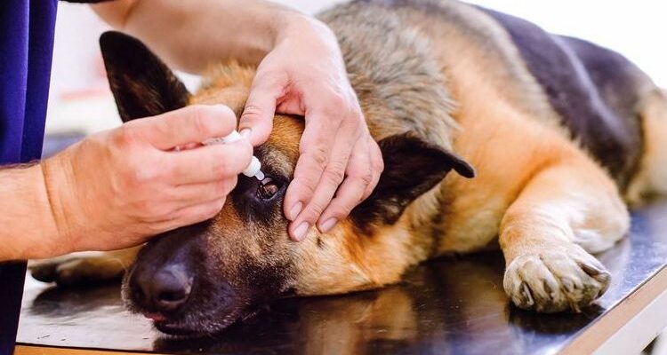 Кератоконъюнктивит у собак: симптомы и лечение
