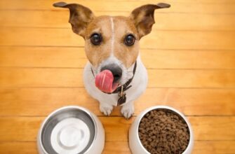 Когда лучше кормить собаку: до прогулки или после