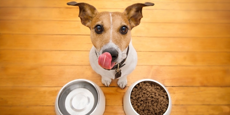 Когда лучше кормить собаку: до или после прогулки