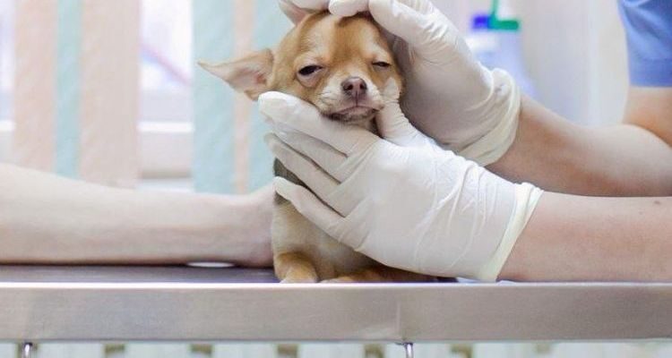 Коллапс трахеи у собак: симптомы и лечение
