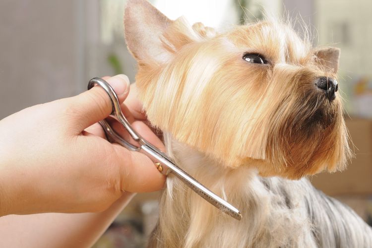 Коллапс трахеи у собак: симптомы и лечение