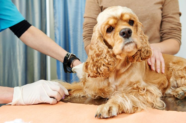 Крапивница у собак: симптомы и лечение