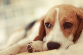 Лимфома у собаки: симптомы и лечение