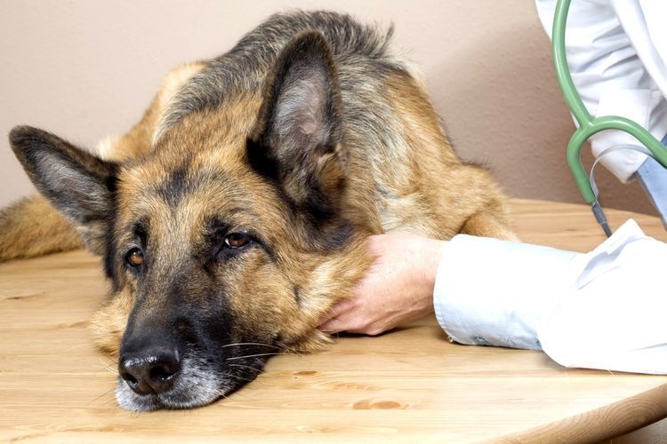 Лимфома у собаки: симптомы и лечение