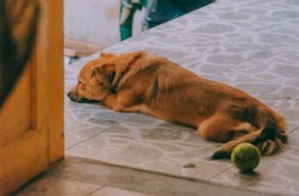 Лямблиоз у собак: симптомы и лечение