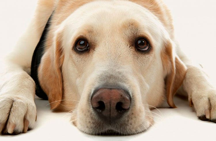 Анемия у собак: симптомы, причины и лечение