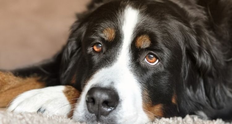 Малокровие у собак: симптомы, причины и лечение