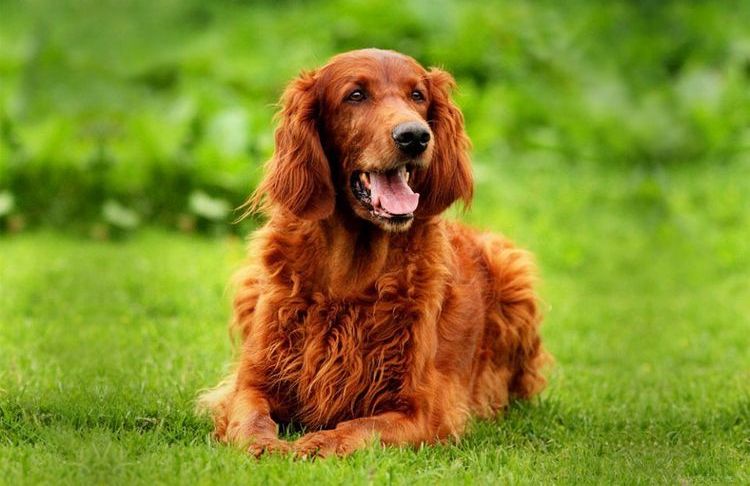 Тучноклеточная опухоль у собак: симптомы и лечение