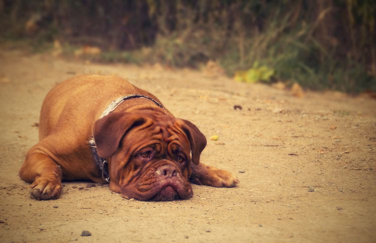 Грыжа диска у собак: симптомы, лечение и выздоровление