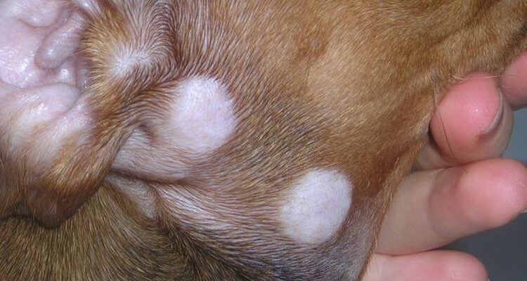 Микроспория у собак: симптомы и лечение
