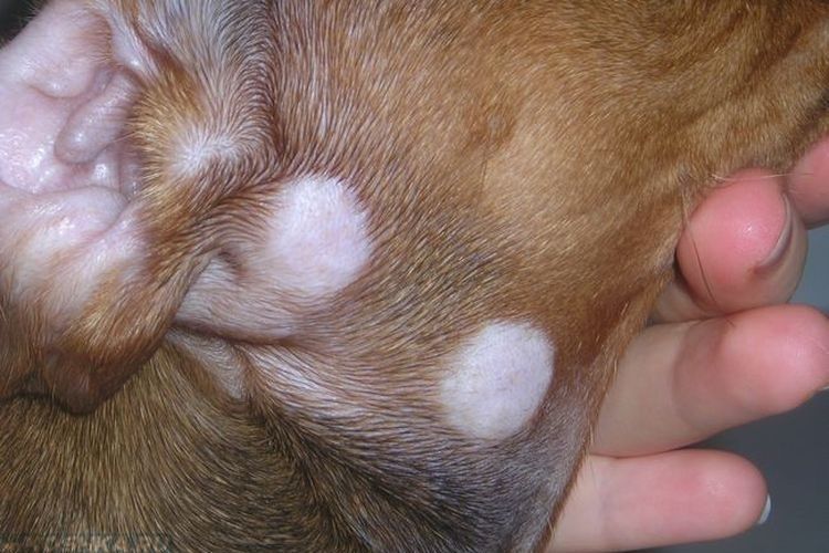 Микроспория у собак: симптомы и лечение
