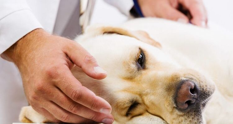 Мочекаменная болезнь у собак: симптомы и лечение