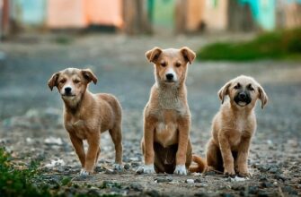 Мокнущий лишай у собак: симптомы и лечение