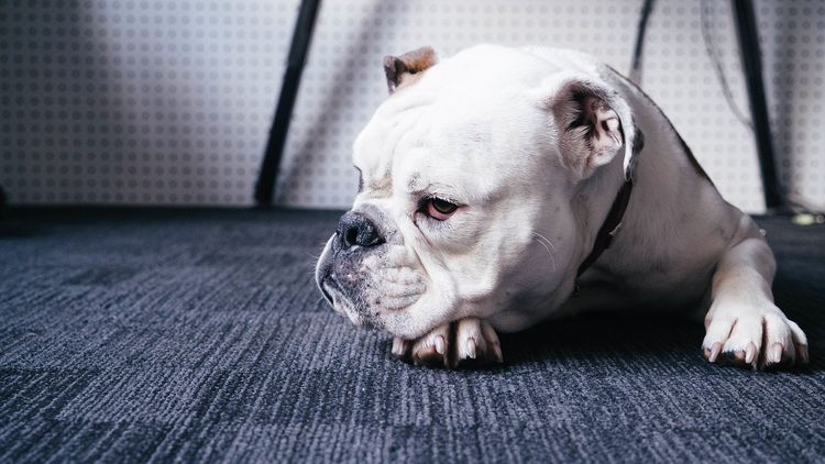 Мокнутый лишай у собак: симптомы и лечение