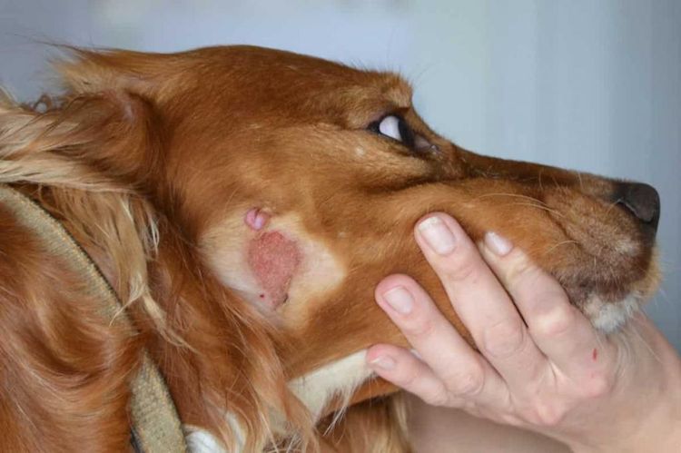 Мокнутый лишай у собак: симптомы и лечение