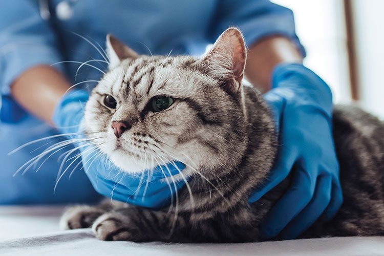 Может ли кошка заразиться коронавирусом от человека