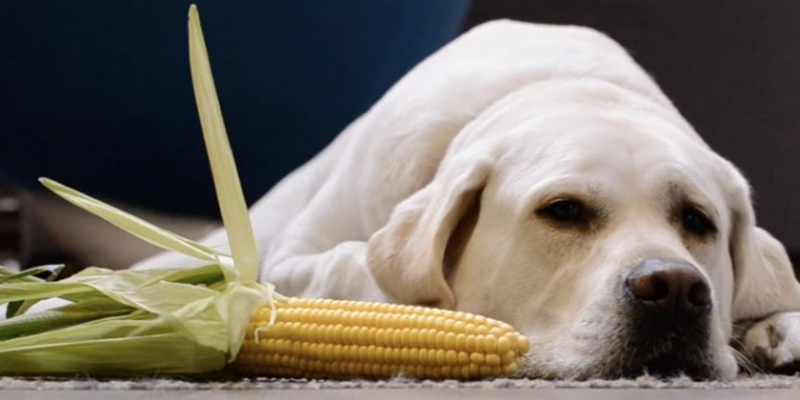 Можно ли собакам есть кукурузу
