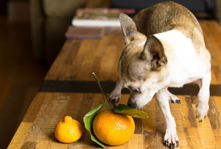Можно ли собакам есть мандарины