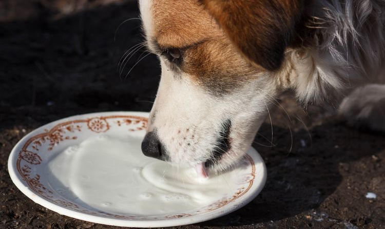 Можно ли собакам пить молоко