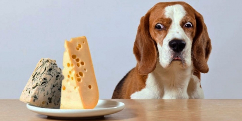 Можно ли собакам есть сыр