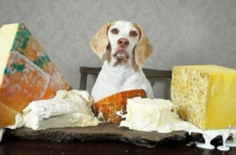 Можно ли собакам сыр