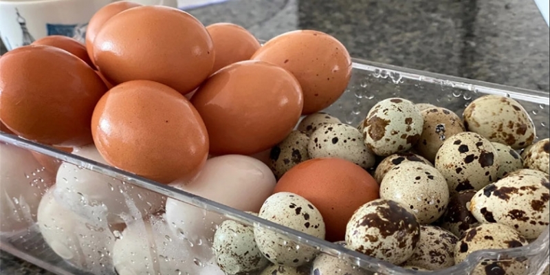 Можно ли собакам есть сваренные вкрутую яйца