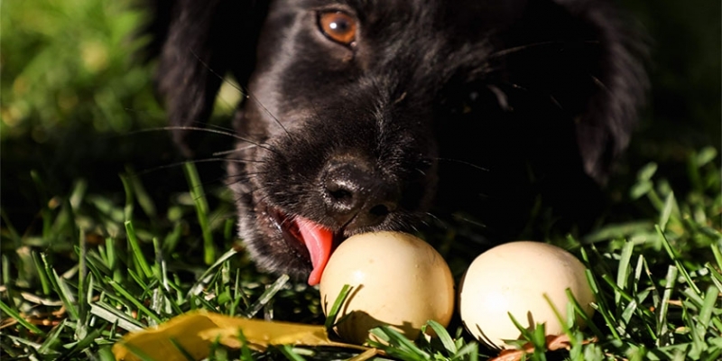Можно ли собакам вареные яйца