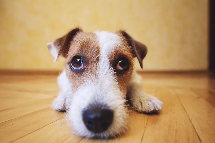 Непроходимость кишечника у собак: симптомы и лечение