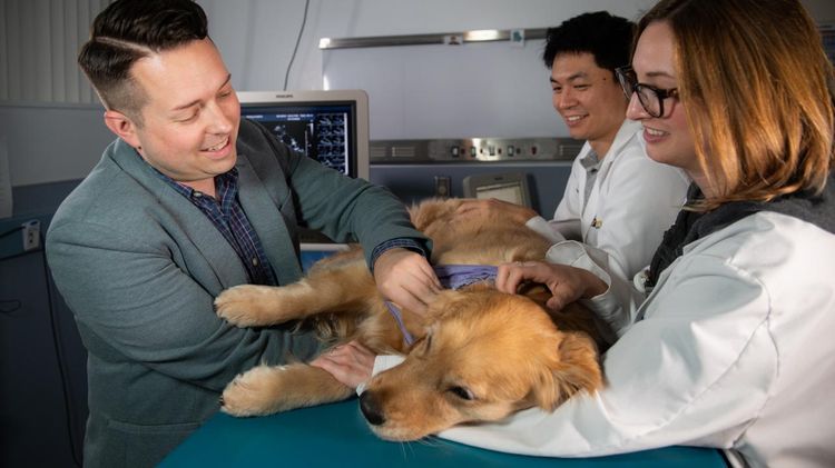 Онкология у собак: симптомы и лечение