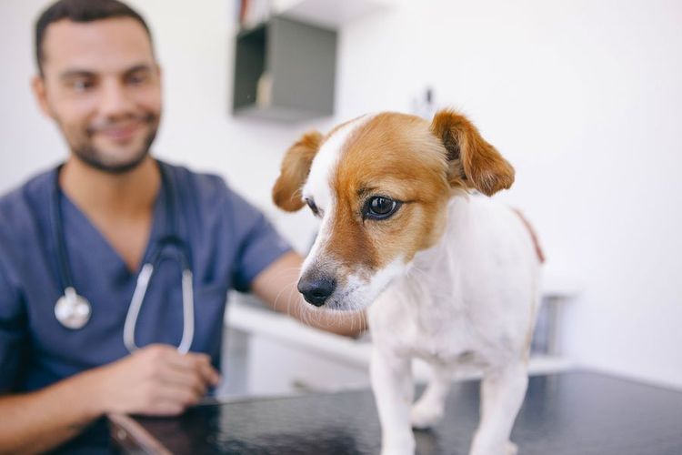 Онкология у собак: симптомы и лечение