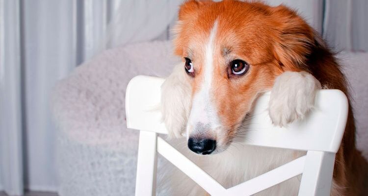 Опухоли у собак: симптомы, как лечить