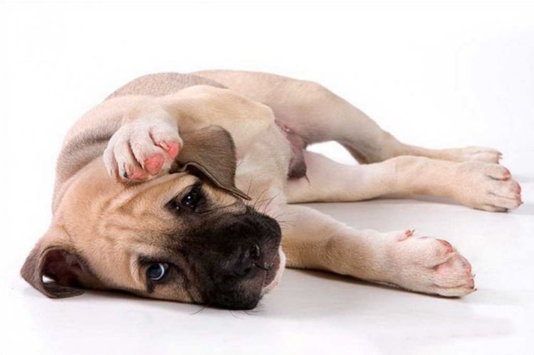 Отодектоз у собак: симптомы и лечение