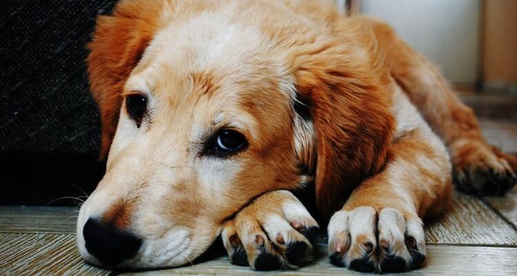 Отравление собаки: признаки и лечение