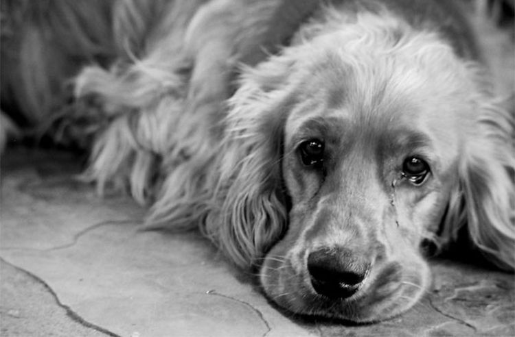 Отравление у собак: признаки и лечение