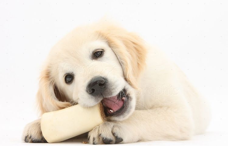 Паралич задних конечностей у собак: симптомы и лечение