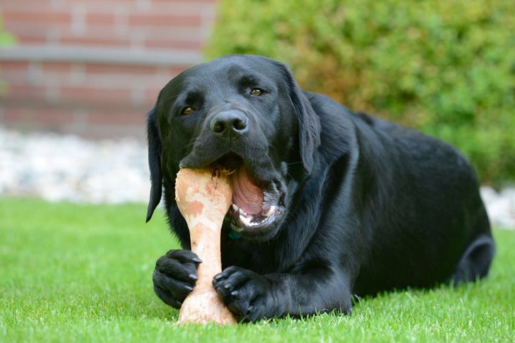 Пародонтоз у собак: симптомы и лечение