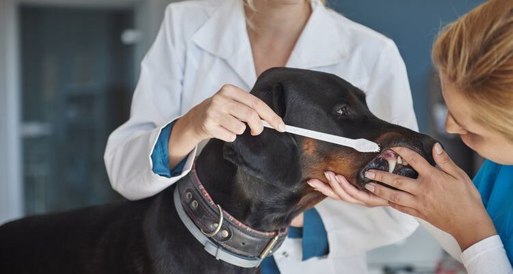Пародонтоз у собак: симптомы и лечение