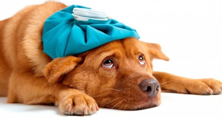 Передается ли коронавирус от собак и кошек человеку