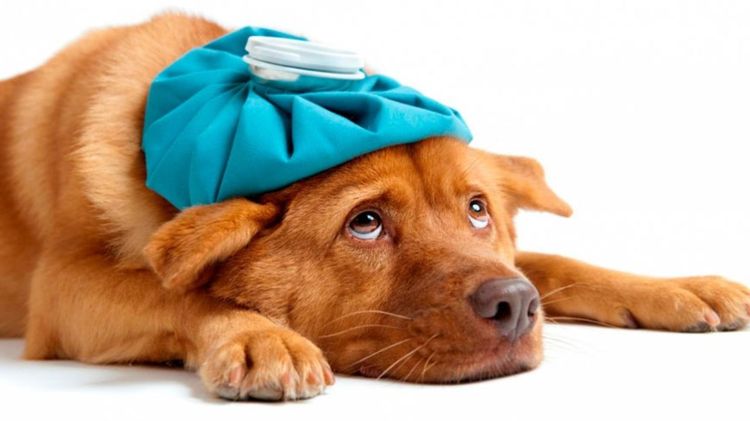 Передается ли коронавирус от собак и кошек человеку