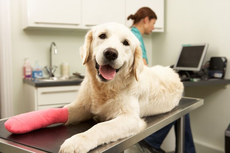Перелом передней и задней лапы у собак: симптомы, что делать