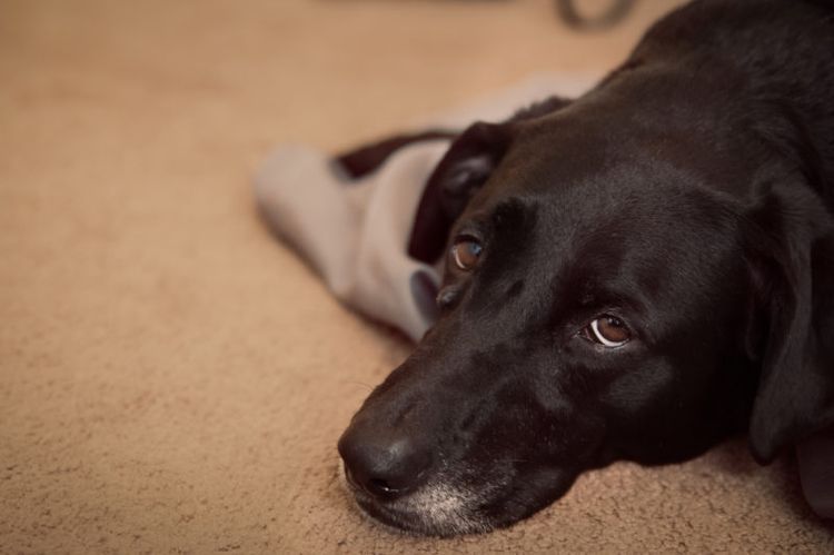 Перикардит у собак: симптомы и лечение
