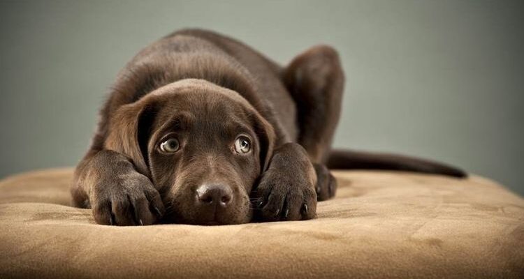 Перикардит у собак: симптомы и лечение