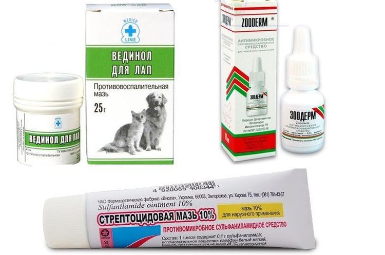Пиодермия у собак: симптомы и лечение