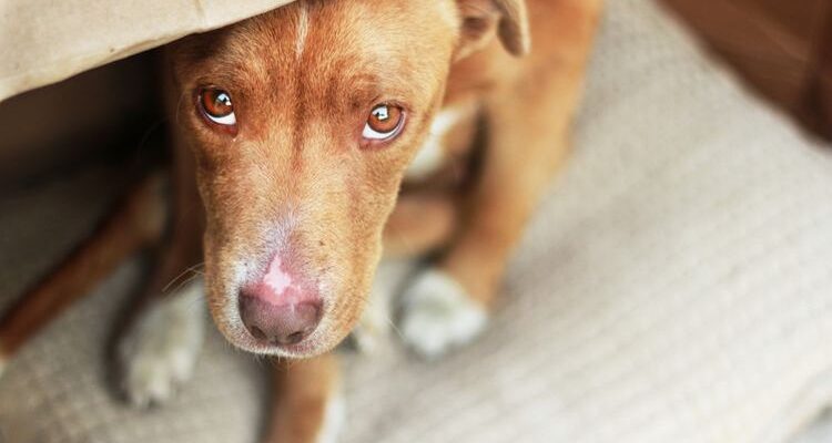 Пиодермия у собак: симптомы и лечение